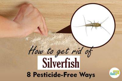 How to Get Rid of Silverfish: 8 Pesticide-Free Ways - fabhow.com