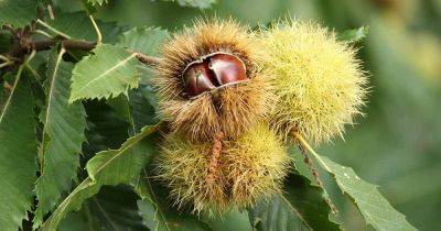5 Common Chestnut Tree Pests - gardenerspath.com
