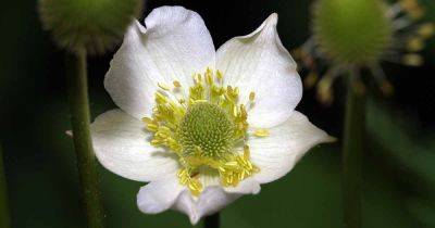 How to Grow Candle Anemone (Anemone cylindrica) - gardenerspath.com - Britain