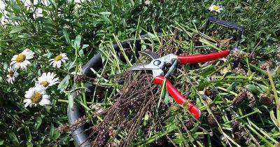 The Best Tips for Pruning Perennials in Spring and Fall - gardenerspath.com
