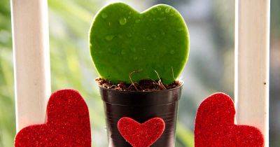 How to Grow and Care for Sweetheart Hoya - gardenerspath.com
