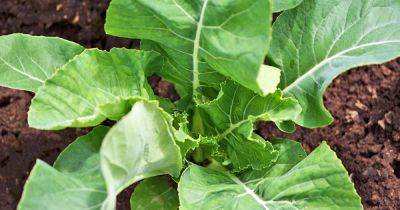 Why Won’t My Broccoli Form Heads? 9 Essential Tips - gardenerspath.com