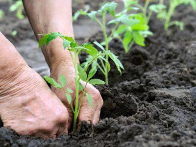 How Deep To Plant Tomato Plants For The Best Growth - gardeningknowhow.com