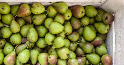 How to Store Pears - gardenerspath.com