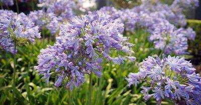 How to Identify and Treat Agapanthus Diseases - gardenerspath.com - South Africa -  California