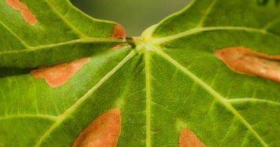 Prevention of Pierce’s Disease or Bacterial Leaf Scorch on Grapevines - gardenerspath.com - Usa -  California - Los Angeles