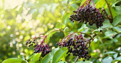 How to Propagate Elderberries from Cuttings - gardenerspath.com
