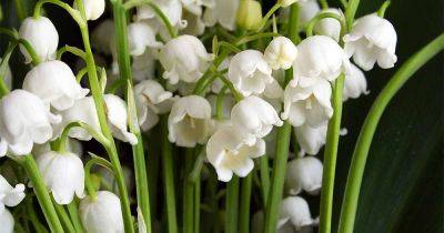 How to Grow Lily of the Valley: Your Planting and Care Guide - gardenerspath.com