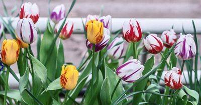 Tips for Growing Rembrandt Tulips - gardenerspath.com - Netherlands