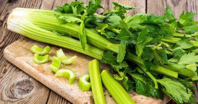 9 of the Best Celery Varieties to Grow at Home - gardenerspath.com