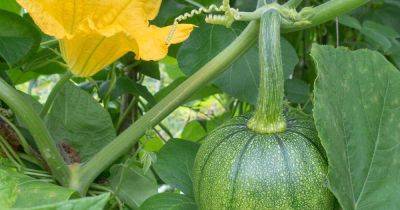 How to Hand-Pollinate Your Pumpkin Plants - gardenerspath.com