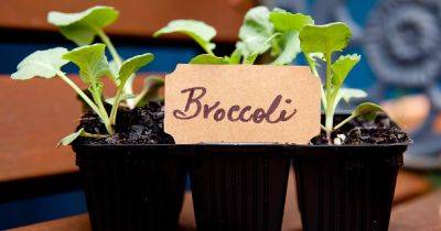 How to Grow Broccoli in Containers - gardenerspath.com - Italy