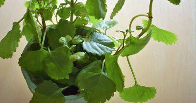 How to Grow and Care for a Swedish Ivy Houseplant - gardenerspath.com - Usa - Ireland - Sweden