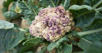Why Is My Cauliflower Turning Purple? - gardenerspath.com