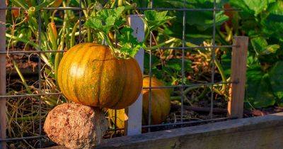 How to Grow Pumpkins Vertically on a Trellis - gardenerspath.com