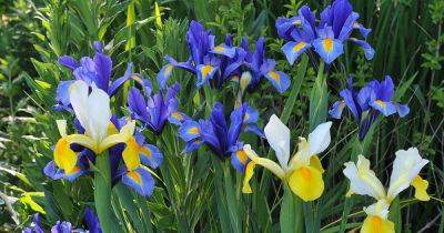 How to Grow and Care for Bulbous Iris - gardenerspath.com - Netherlands - Japan
