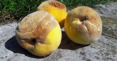 How to Control Rhizopus Rot of Stone Fruits | Gardener's Path - gardenerspath.com