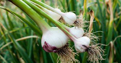 9 of the Best Plant Companions for Garlic - gardenerspath.com