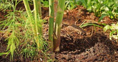 How to Treat Asparagus Crown and Root Rot - gardenerspath.com