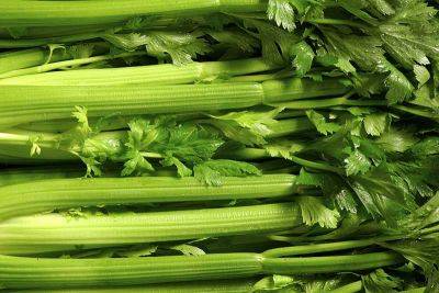 When and How to Harvest Celery - gardenerspath.com