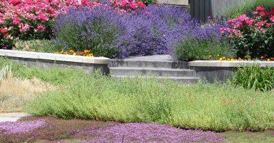 How to Use Culinary Herbs as Ground Cover - gardenerspath.com -  Texas