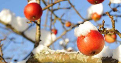 How to Protect Apple Trees in the Winter - gardenerspath.com