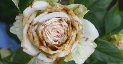 How to Identify and Treat 9 Common Rose Diseases - gardenerspath.com