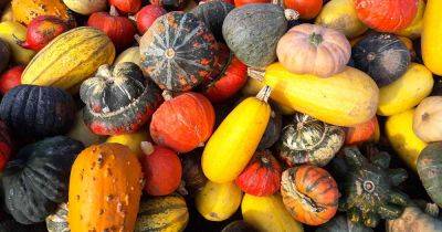 Best 7 Varieties of Ornamental Gourds | Gardener's Path - gardenerspath.com