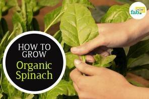 How to Grow Organic Spinach in a Pot - fabhow.com - Iran - New Zealand