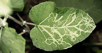How to Identify and Control Leaf Miners - gardenerspath.com