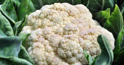 Why Is My Cauliflower Fuzzy? - gardenerspath.com