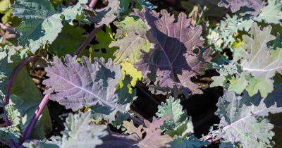 How to Grow and Harvest Red Russian Kale - gardenerspath.com - Russia