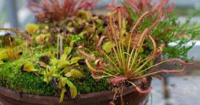 Growing Carnivorous Plants 101: How to Get Started - gardenerspath.com