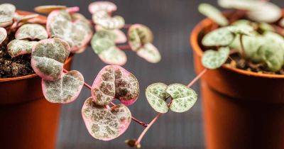 9 Different Types of String of Hearts - gardenerspath.com