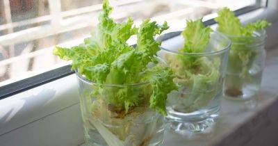 How to Regrow Lettuce from Scraps - gardenerspath.com