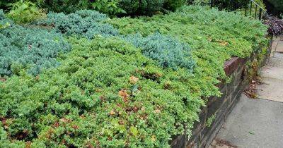 The Best Evergreen Shrubs for Your Garden - gardenerspath.com - Usa