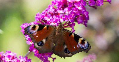 17 of the Best Butterfly Bush Varieties | Gardener's Path - gardenerspath.com - Britain