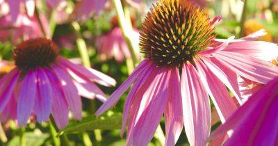 Identify and Control Coneflower Pests and Diseases - gardenerspath.com