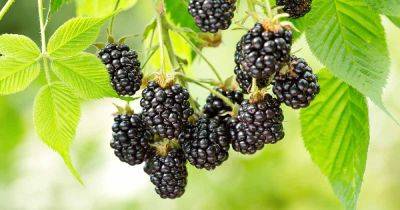 When and How to Fertilize Blackberries - gardenerspath.com