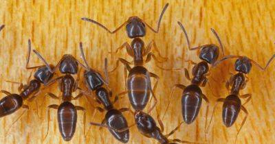 How to Stop Odorous House Ant Infestations - gardenerspath.com - Usa - Canada - Mexico - Argentina