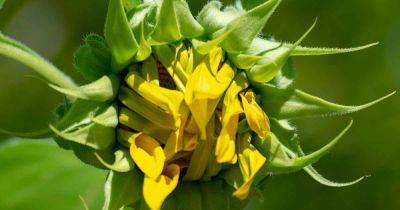How to Help Sunflowers That Won’t Bloom | Gardener's Path - gardenerspath.com