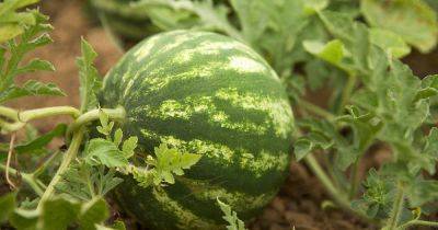 How to Plant and Grow Watermelons - gardenerspath.com
