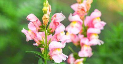 How to Harvest and Save Snapdragon Seeds - gardenerspath.com