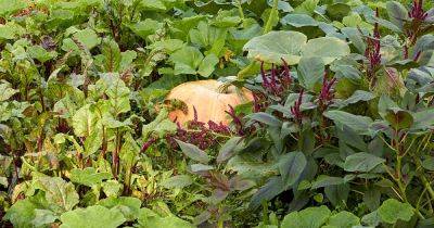 Best Companion Plants to Grow with Pumpkins - gardenerspath.com
