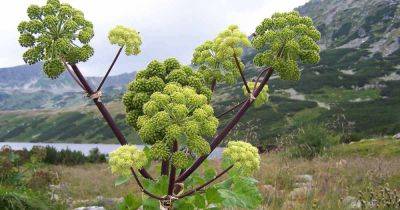 How to Harvest and Use Angelica - gardenerspath.com