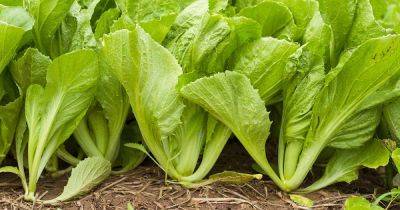 Health Benefits of Mustard Greens - gardenerspath.com