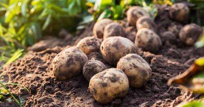 How to Plant and Grow Potatoes - gardenerspath.com - Peru - Bolivia