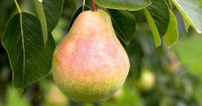 How to Grow and Care for ‘Bartlett’ Pear Trees - gardenerspath.com