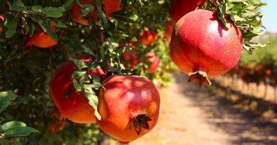 Identify and Control Pomegranate Pests and Diseases - gardenerspath.com