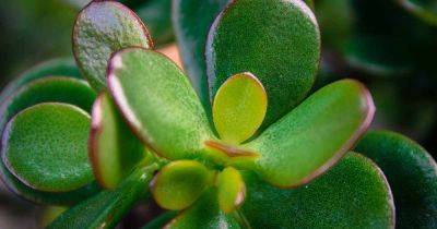 How to Propagate Jade Plants - gardenerspath.com